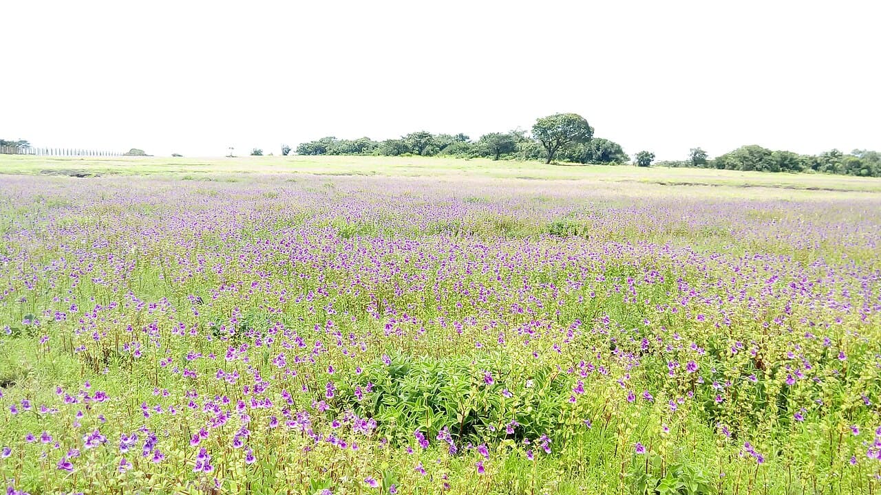 Kaas Plateau, Satara